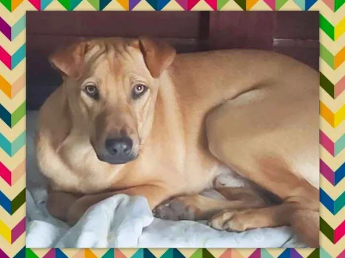 Cachorro ra a srd idade 1 ano nome Aramis