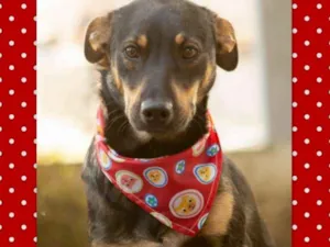 Cachorro raça SRD idade 7 a 11 meses nome Frida