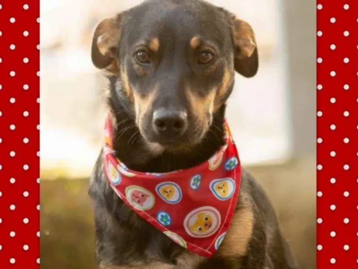 Cachorro ra a SRD idade 7 a 11 meses nome Frida