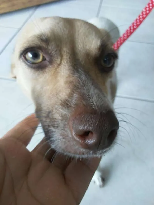 Cachorro ra a SRD idade  nome Sem nome