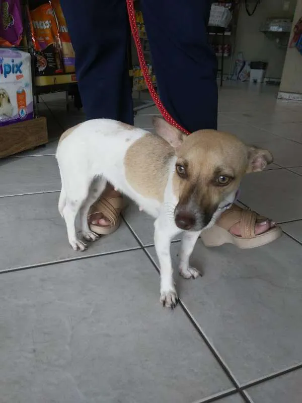 Cachorro ra a SRD idade  nome Sem nome