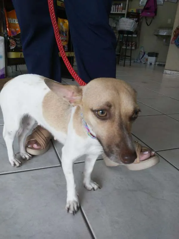 Cachorro ra a SRD idade  nome Sem nome