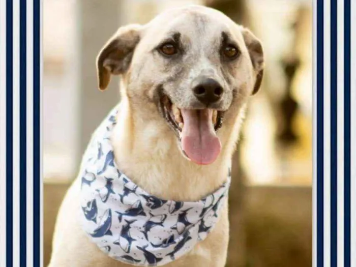 Cachorro raça SRD idade 5 anos nome Milk