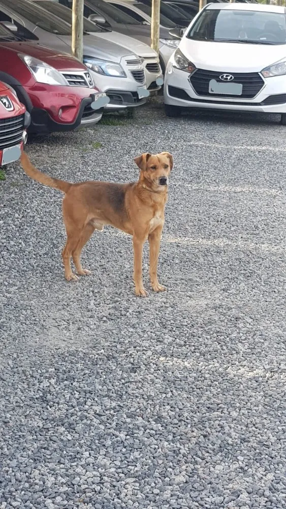 Cachorro ra a Vira lata  idade 4 anos nome Sem nome 