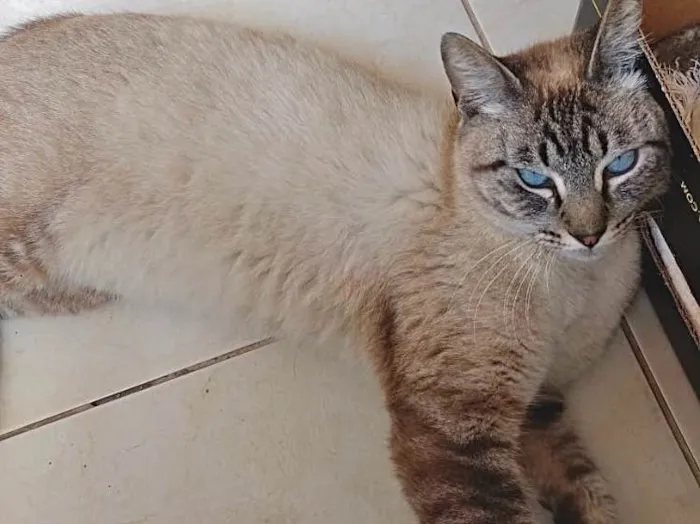 Adônis lindo e bonzi