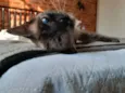 Elvira