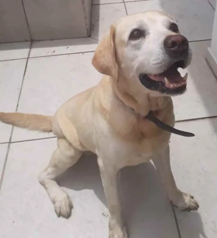 Cachorro ra a Labrador idade 6 ou mais anos nome Tigor