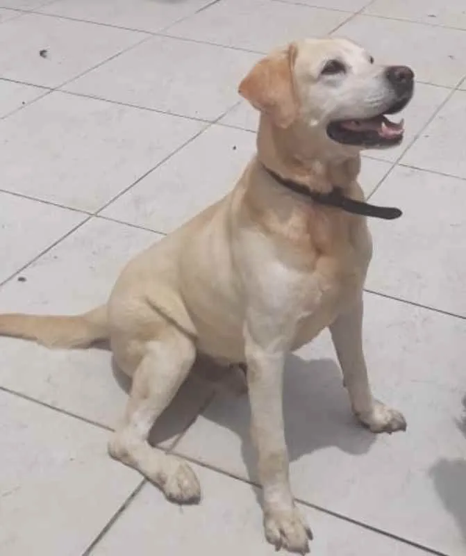 Cachorro ra a Labrador idade 6 ou mais anos nome Tigor