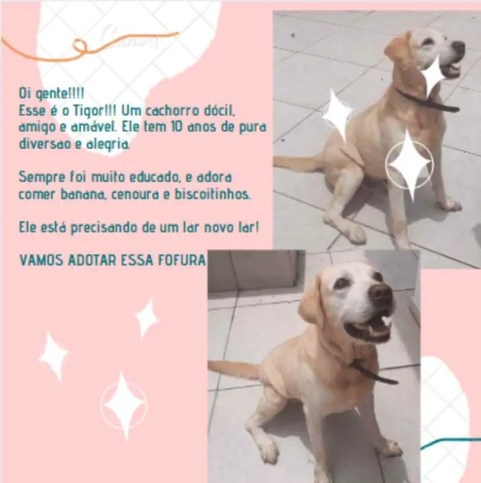 Cachorro ra a Labrador idade 6 ou mais anos nome Tigor