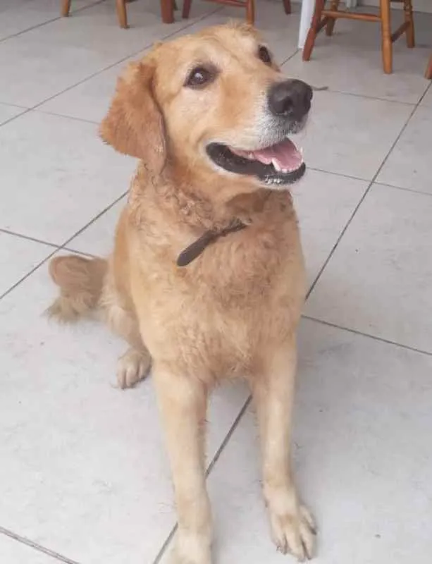 Cachorro ra a Golden idade 3 anos nome Argus