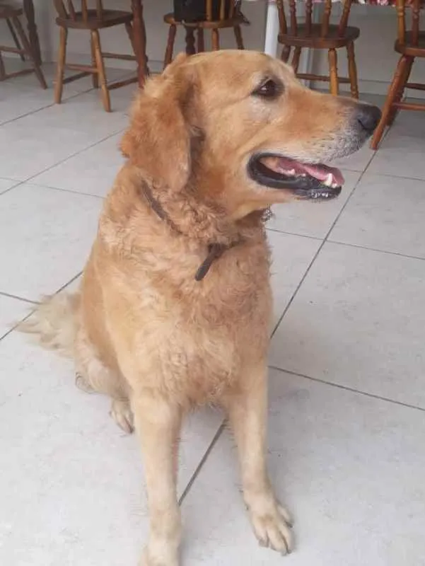 Cachorro ra a Golden idade 3 anos nome Argus