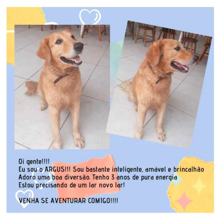 Cachorro ra a Golden idade 3 anos nome Argus