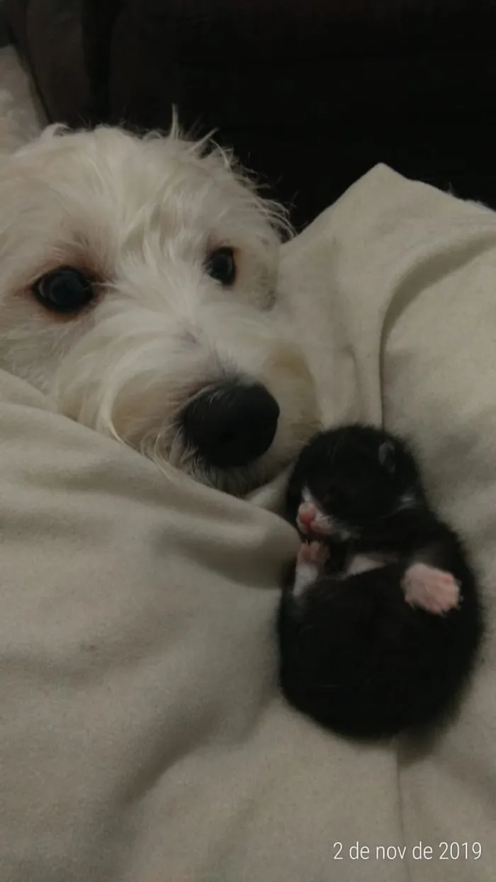 Cachorro ra a Indefinida idade 1 ano nome  Bartolomeu (Bart)