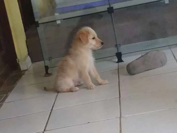 Cachorro raça Mestiço de Golden idade Abaixo de 2 meses nome Marley