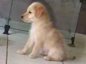 Cachorro raça Mestiço de Golden idade Abaixo de 2 meses nome Marley