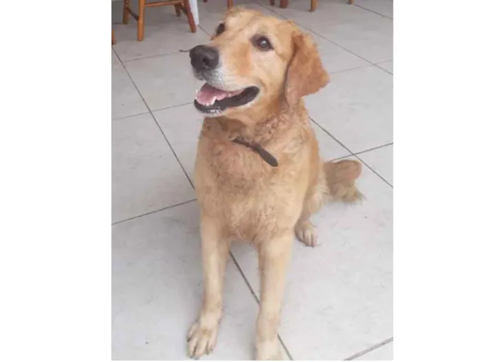 Cachorro ra a Golden idade 3 anos nome Argus