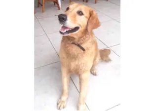 Cachorro raça Golden idade 3 anos nome Argus