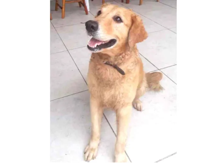 Cachorro ra a Golden idade 3 anos nome Argus