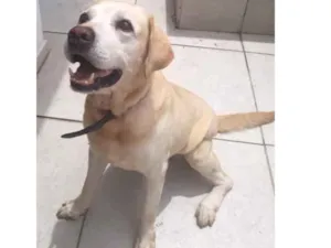 Cachorro raça Labrador idade 6 ou mais anos nome Tigor