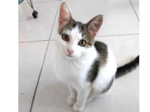 Gato raça Srd  idade 2 a 6 meses nome Clara bebê linda 