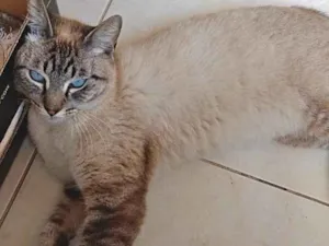 Gato raça Siames mix  idade 1 ano nome Adônis lindo e bonzi