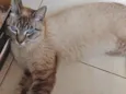 Gato raça Siames mix  idade 1 ano nome Adônis lindo e bonzi