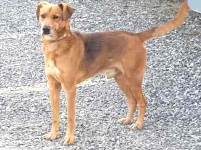 Cachorro ra a Vira lata  idade 4 anos nome Sem nome 
