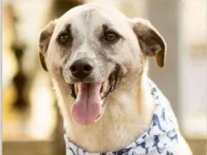 Cachorro raça SRD idade 5 anos nome Milk