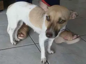 Cachorro raça SRD idade  nome Sem nome
