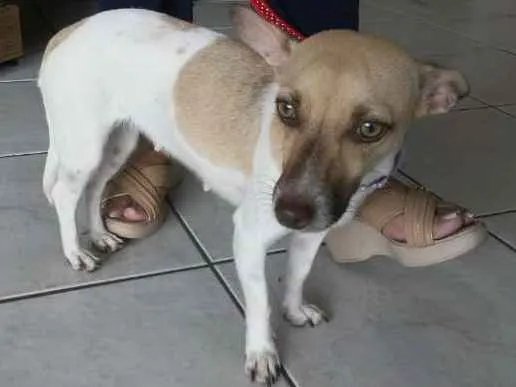 Cachorro ra a SRD idade  nome Sem nome