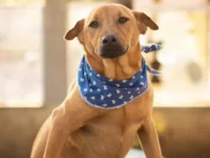 Cachorro raça srd idade 1 ano nome Aramis