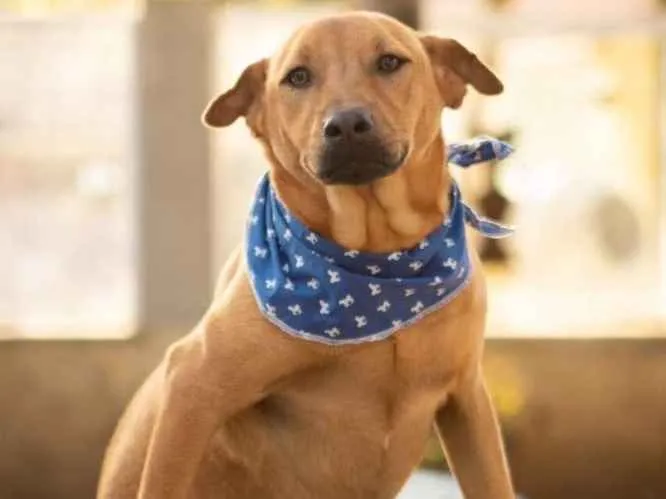 Cachorro ra a srd idade 1 ano nome Aramis