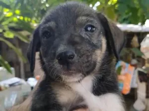 Cachorro raça Indefinida idade 2 a 6 meses nome Sem nome