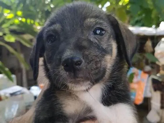 Cachorro ra a Indefinida idade 2 a 6 meses nome Sem nome