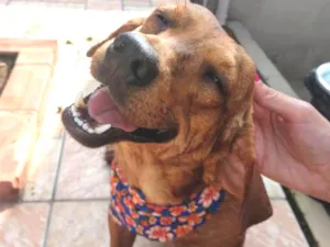 Cachorro raça SRD  idade 1 ano nome JOSELITO