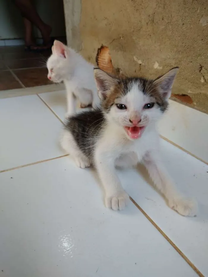 Gato ra a  idade Abaixo de 2 meses nome Sem nome