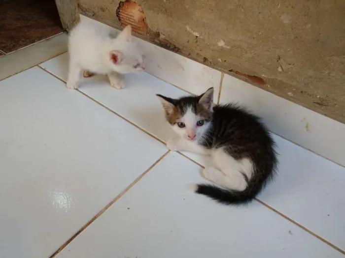 Gato ra a  idade Abaixo de 2 meses nome Sem nome