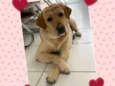 Madalena