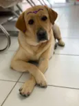 Madalena