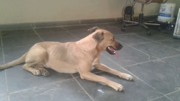 Cachorro raça Vira  lata idade 2 a 6 meses nome Ceguinho 