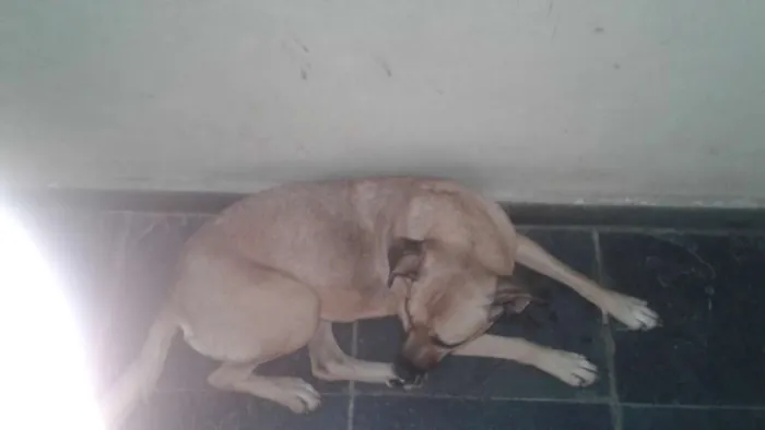 Cachorro raça Vira  lata idade 2 a 6 meses nome Ceguinho 
