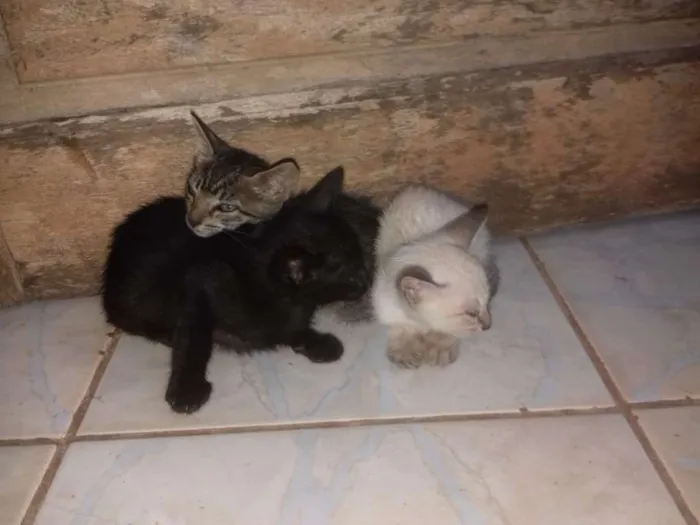 Gato ra a Siamês idade Abaixo de 2 meses nome Gatas