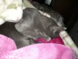 Marley