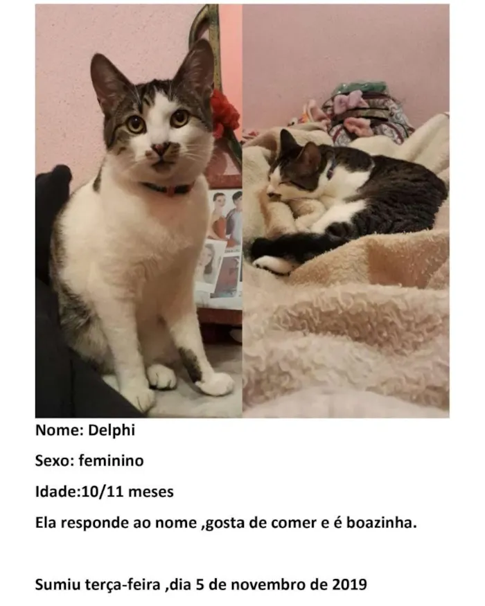 Gato ra a Vira lata idade 7 a 11 meses nome Delphi