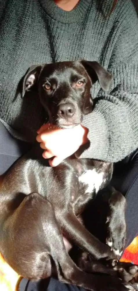 Cachorro ra a SRD  idade 7 a 11 meses nome Vader