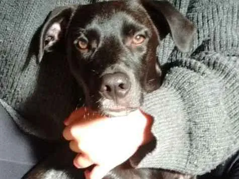 Cachorro ra a SRD  idade 7 a 11 meses nome Vader