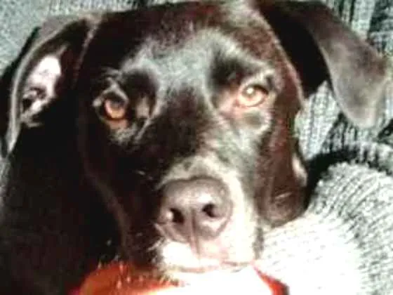 Cachorro ra a SRD  idade 7 a 11 meses nome Vader