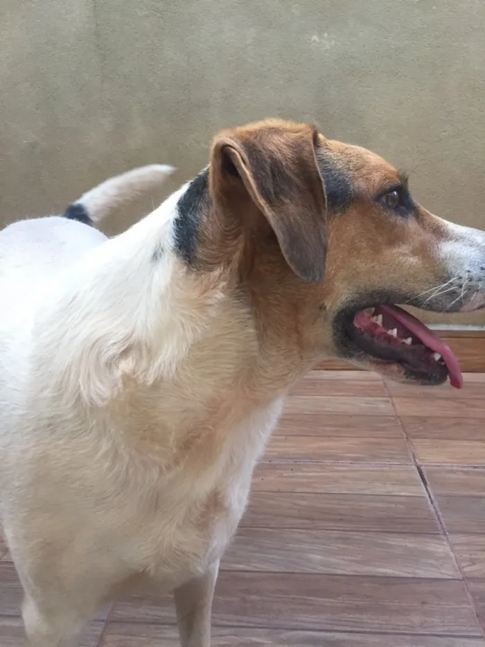 Cachorro raça Sem raça definida  idade 1 ano nome Duke