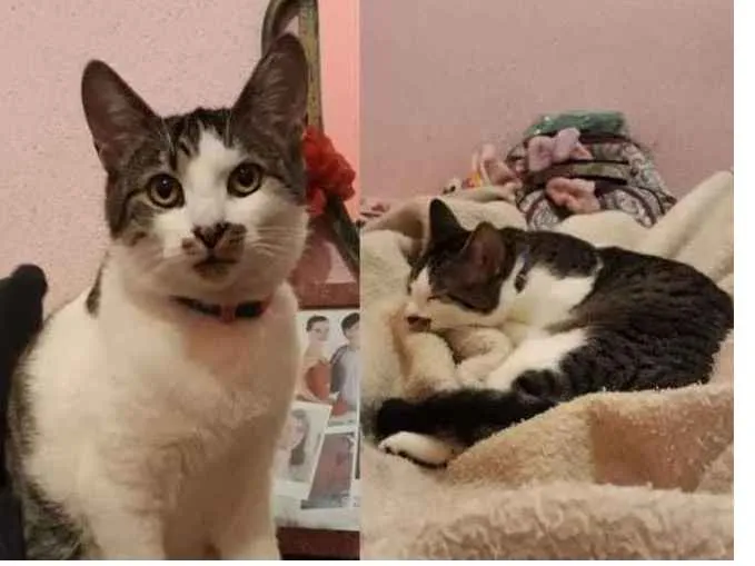 Gato ra a Vira lata idade 7 a 11 meses nome Delphi