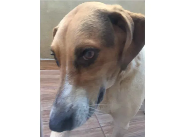 Cachorro raça Sem raça definida  idade 1 ano nome Duke